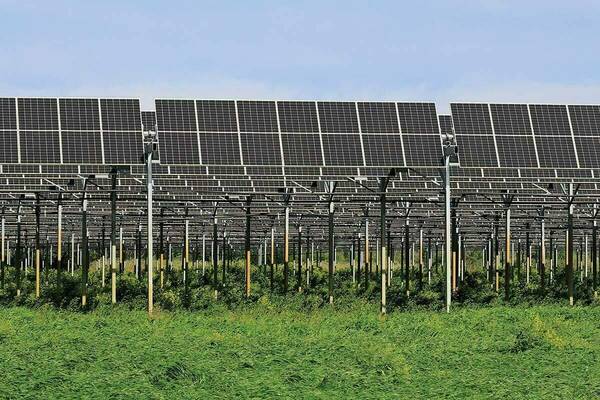 Numerous black solar panels on tall metal frames fill the scene, above a field of lush green grass and weeds, under a light blue sky.
